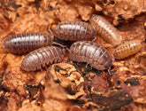 Armadillidium Vulgare "Hidden Lake"